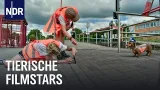 Hund, Rabe, Fuchs: Tiertrainerin Fränzes wilde WG | Die Nordreportage | NDR Doku