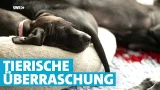 Schwanger vermittelt: Tierheim-Hündin beglückt Familie mit acht süßen Welpen