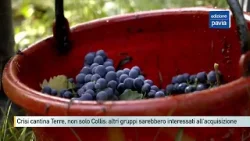 Crisi Terre d'Oltrepò, non solo la cooperativa Collis interessata all'acquisizione della cantina