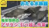 「丸々としたアザラシ見て」おたる水族館で毎年恒例のアザラシ“引っ越し作業”