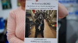 Rescatan con vida a Boro: el perro que desapareció en el choque de trenes en España Rescatan con vida a Boro: el perro que desapareció en el choque de trenes en España