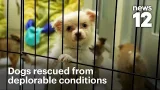 23 dogs saved from nightmare conditions in Brooklyn home | News 12 23 dogs saved from nightmare conditions in Brooklyn home | News 12