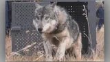14th wolf dies since reintroduction