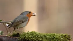 Charming Robin Bird: Close-Up Look at Nature's Songster | Birdwatching Delight
