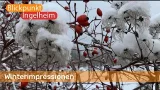 Winterimpressionen | Blickpunkt Ingelheim