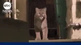 Mountain lion captured after prowling around San Francisco
