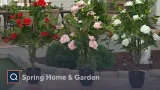 Garden Reflections, Temp-tations, Plow and Hearth, & More | Spring Home & Garden Event