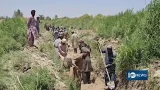 Helmand farmers concerned about poppy alternatives | نگرانی دهاقین در هلمند از کشتهای بدیل کوکنار Helmand farmers concerned about poppy alternatives | نگرانی دهاقین در هلمند از کشتهای بدیل کوکنار