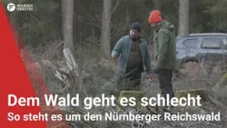 Dem Wald geht es schlecht: So steht es um den Nürnberger Reichswald