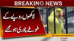 Millions Of Rupees Parrot's Theft | Totay Choori Ho Gaye | Breaking News