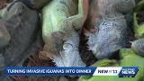 Iguana tacos? Viral South Florida recipe with environmental purpose