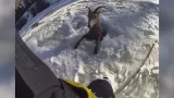 Wildlife officers help bighorn sheep out of sticky situation
