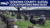Cockfighting ring bust in Sonoma Co. nets 833 roosters | KTVU