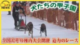 犬たちの甲子園　国内最大規模の犬ぞりレースジャパンカップ全国犬ぞり稚内大会開催