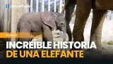 Nace la primera cría de elefante en los últimos 13 años en un zoo de Francia
