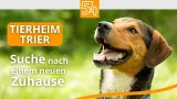 Tierheim Trier: Viele Tiere, wenig Platz