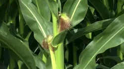 U ožujku javni poziv za potpore OBŽ poljoprivrednicima