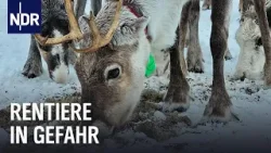 Die Sami und die Windparks in Nordnorwegen | Ostseereport | NDR Doku